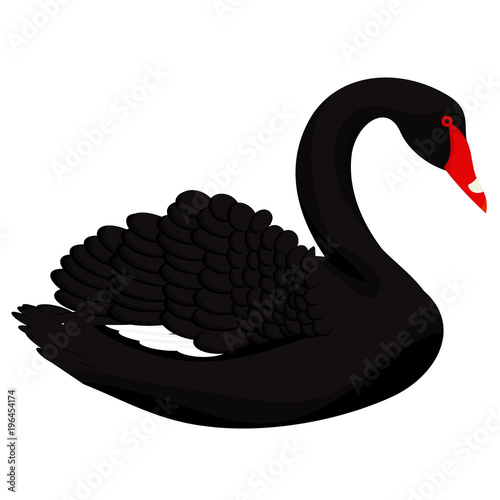 Black swan vector