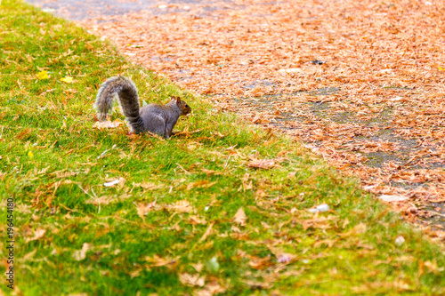 Squirrel photo