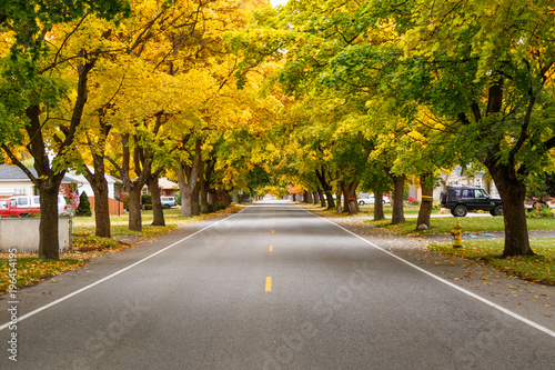 Autumn Tree Tunnel