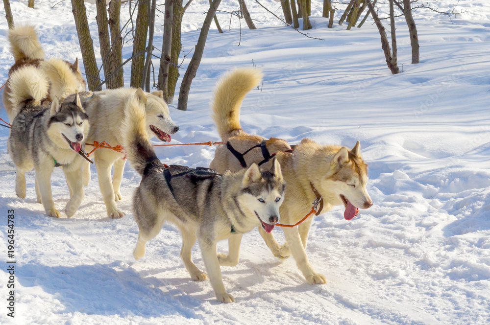 view at siberian huskys at race in winter view at siberian huskys at race in winter