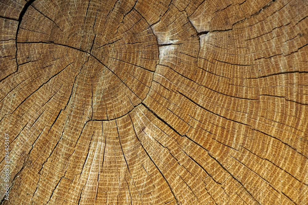 Fototapeta premium verwitterte Baumscheibe
