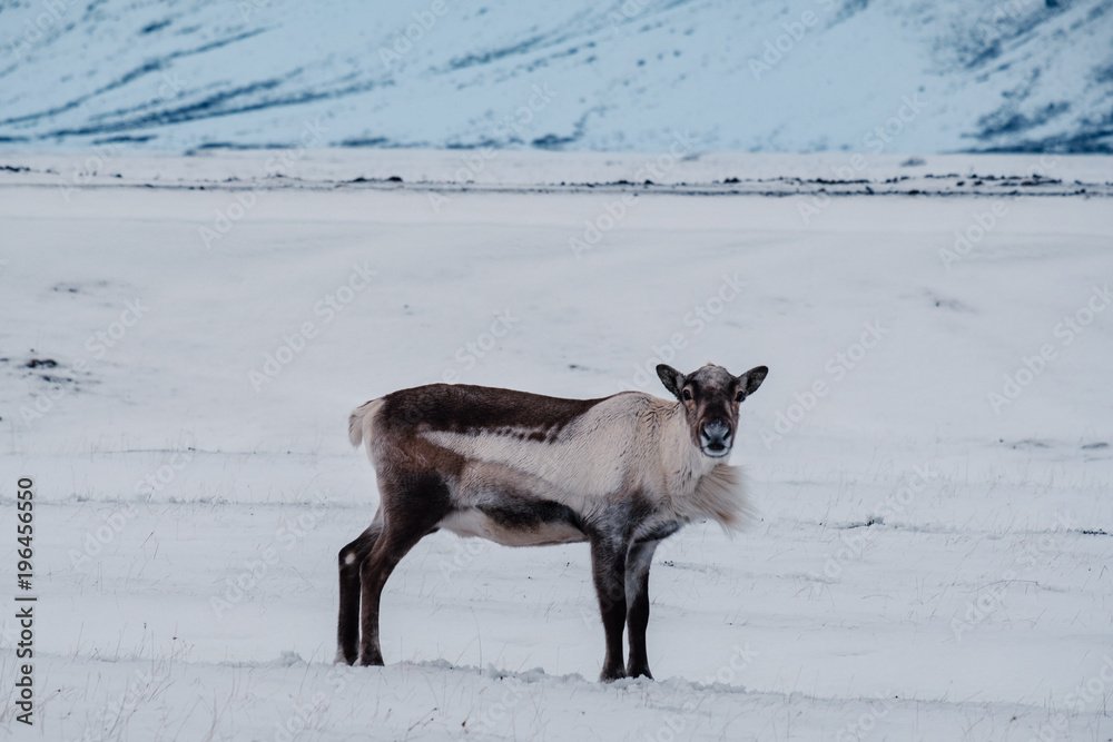 Icelandic reindeer grazing near the Glacier Lagoon in south east Iceland in its natural winter environment. Icelandic reindeer grazing near the Glacier Lagoon in south east Iceland in its natural winter environment.