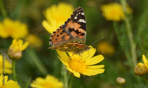 Summer butterfly Cyprus
