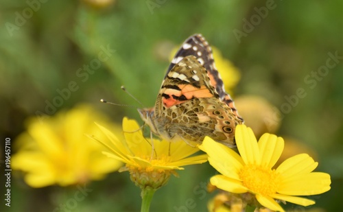 Summer butterfly Cyprus