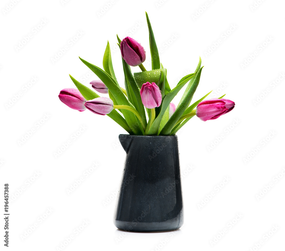 Lilac tulips in a blue vase on a white background