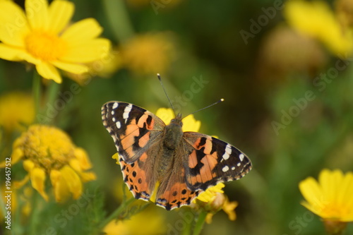 Summer butterfly Cyprus © NATALIIA TOSUN