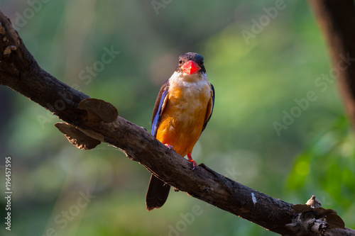 Black capped Kingfisher front view closeup.Red thick bills bird perching on branch over a pond looking to camera with soft sunlight shining to its body , bokeh natural blurred background.