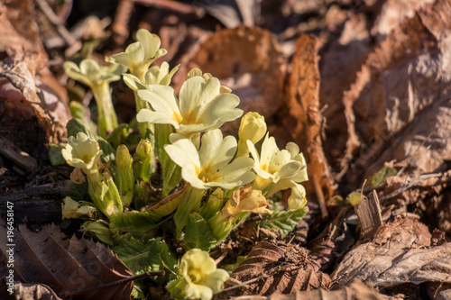 a bunch of primroses sunlit