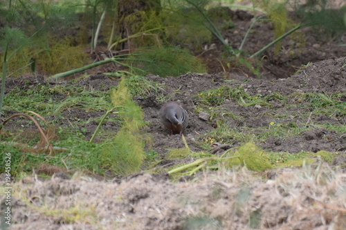 partridge hunting bird ın the forest 