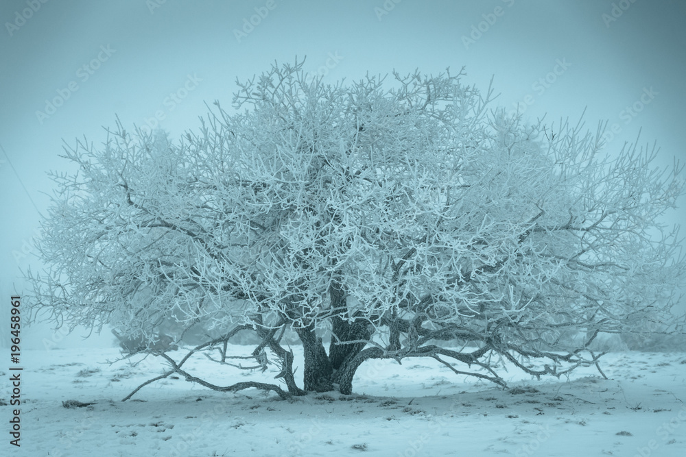 Fototapeta premium Baum mit Raureif