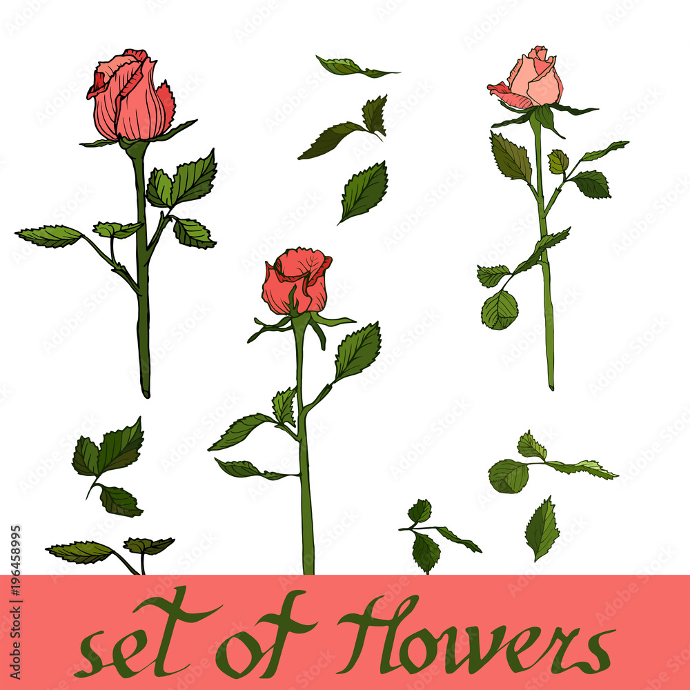Set of flowers, vector from roses. Set of flowers, vector from roses.