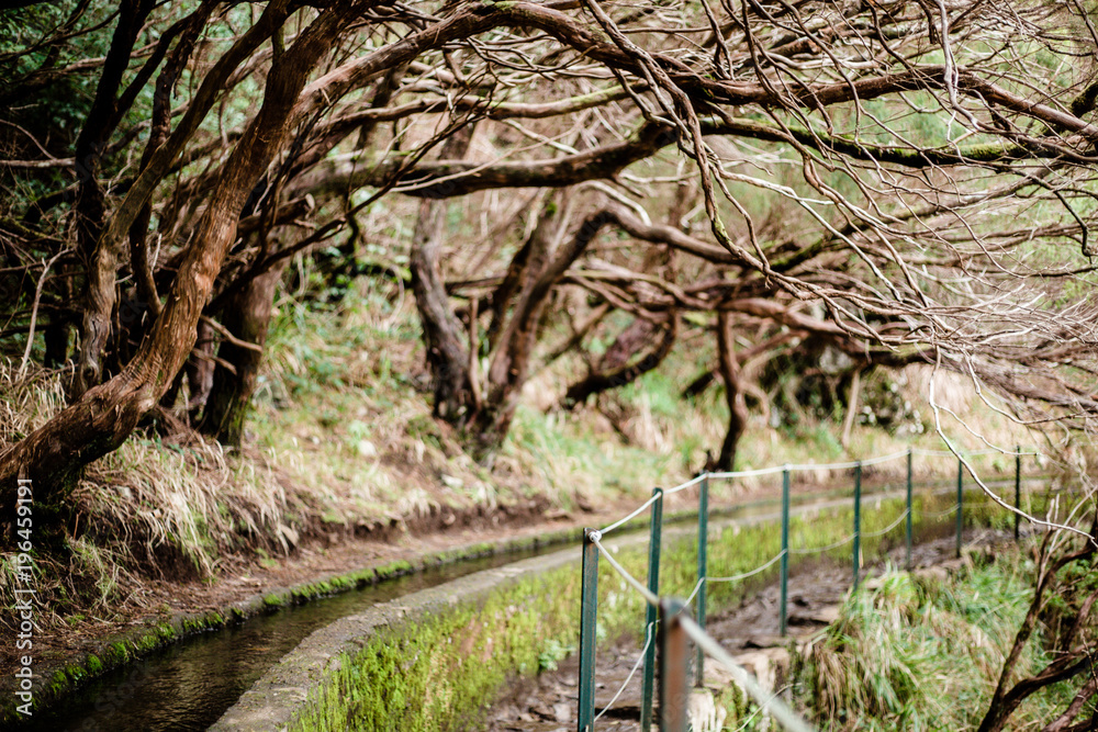 Levada path with safety fence and curvy trees in Madeira island, Portugal