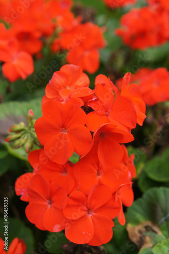 Red colored pelargonium or geranium flowers with green