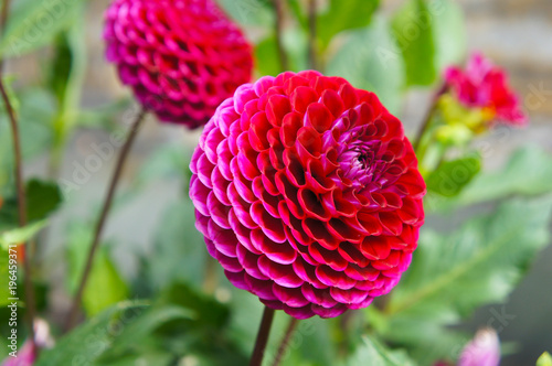 Fototapeta Naklejka Na Ścianę i Meble -  Dahlia pompon red flowers with green