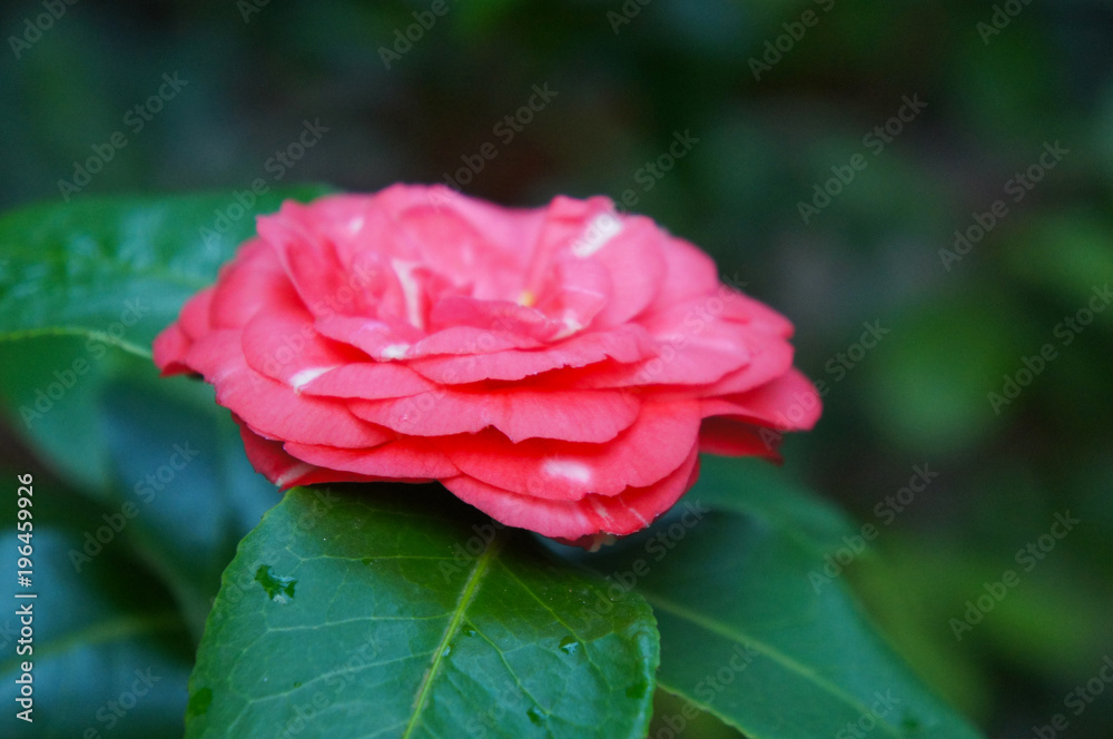 Camellia japonica one red flower on green foliage