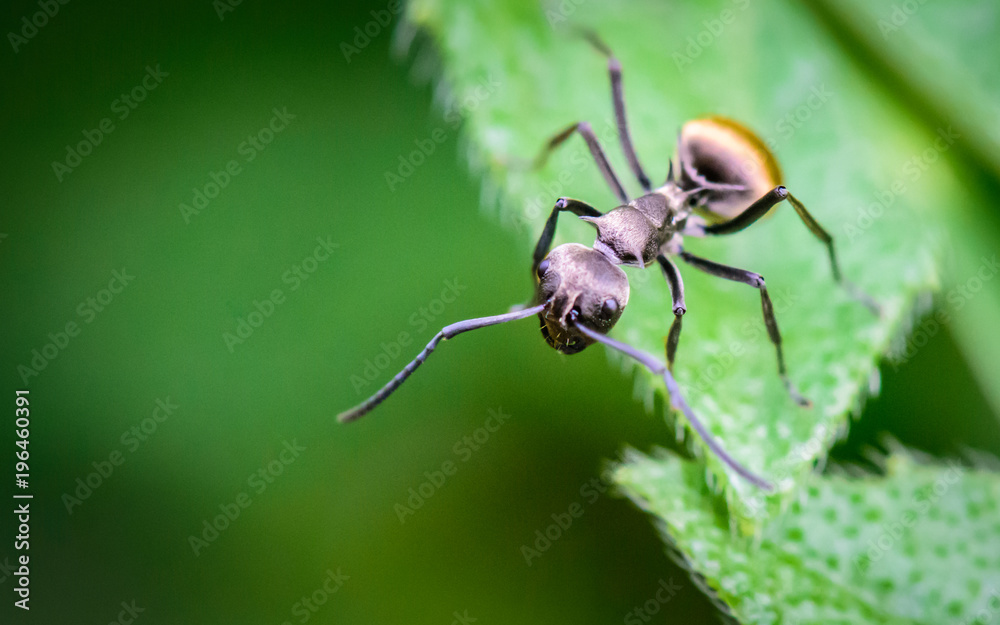 A detailed macro shot of an ant standing on the edge of a green leaf, highlighting the insect's intricate features in a natural setting. A detailed macro shot of an ant standing on the edge of a green leaf, highlighting the insect's intricate features in a natural setting.