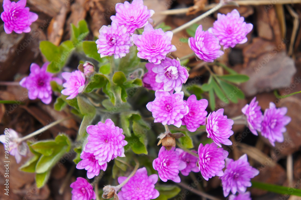 Obraz premium Hepatica nobilis rubra plena fully doubled pink-red flowers