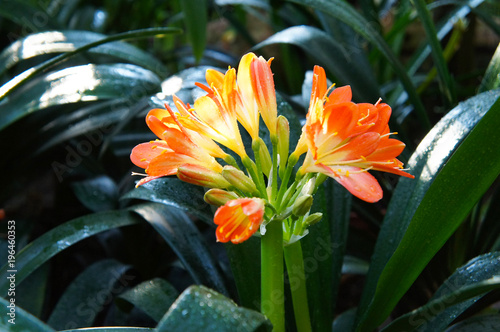 Clivia miniata orange red flower with green photo