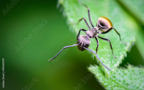 Macro ant portrait,Black ant on green leaves and green nature background.