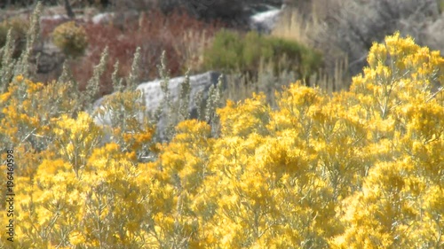 Golden flowers blow in the wind near Lone Pine, California photo