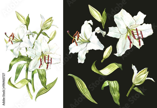 Watercolor set of white lilies, hand drawn botanical illustration of flowers on a dark background.
