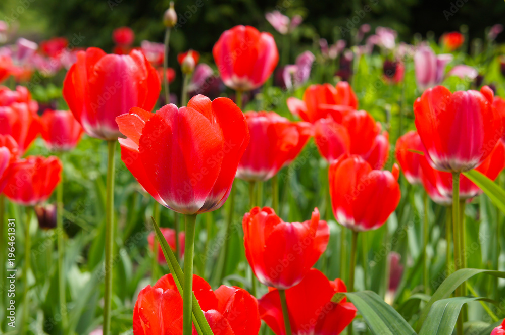 Many red tulips flowerswith green
