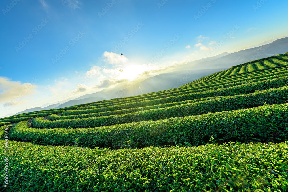 A tea garden on the top of the mountain A tea garden on the top of the mountain