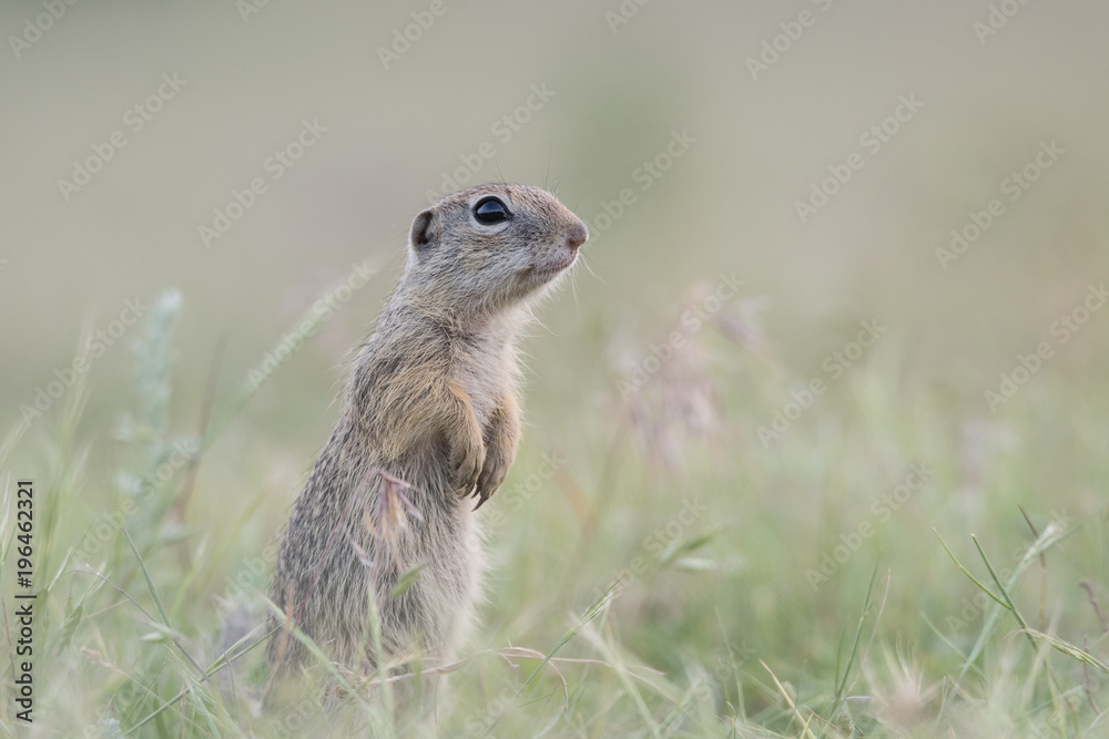 Cute European ground squirrel standing and watching on a field of green grass,Spermophilus citellus Cute European ground squirrel standing and watching on a field of green grass,Spermophilus citellus