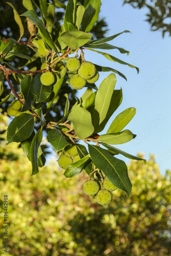 Closeup view of a branch with round green fruits. The focus is on the branch of a tree. In the background, blue sky and green leaves are visible on the other trees.