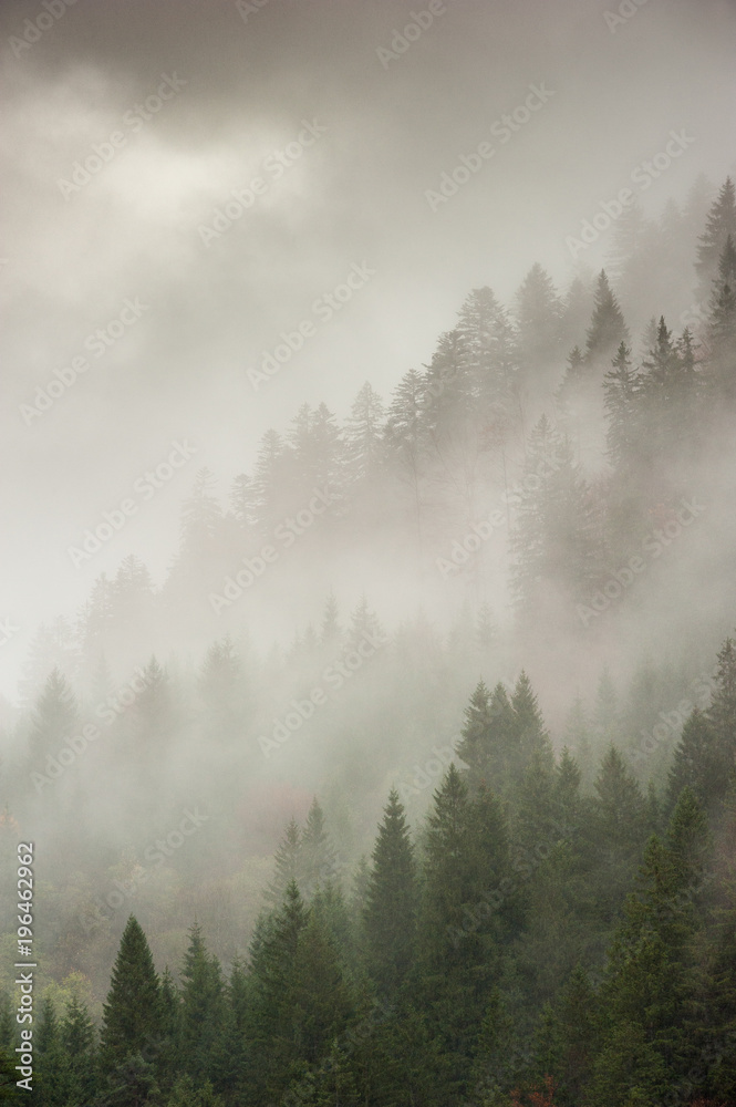 Bosco nella nebbia mattutina nei pressi del comune di Tarvisio