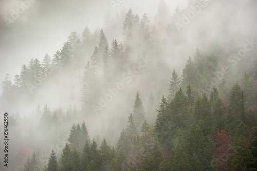 Bosco nella nebbia mattutina nei pressi del comune di Tarvisio