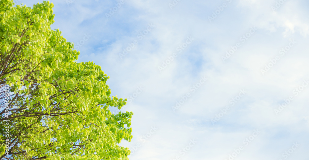 Beautiful trees on blue sky background Beautiful trees on blue sky background