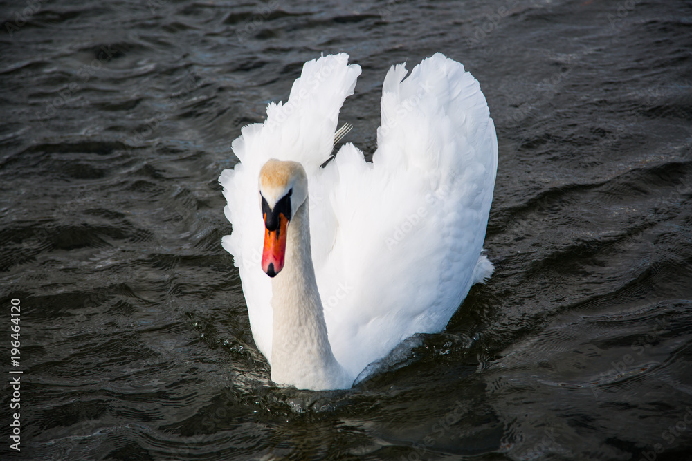 Naklejka premium Schwan auf dem See