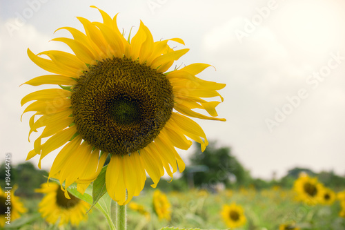 Close up sunflower field landscape 