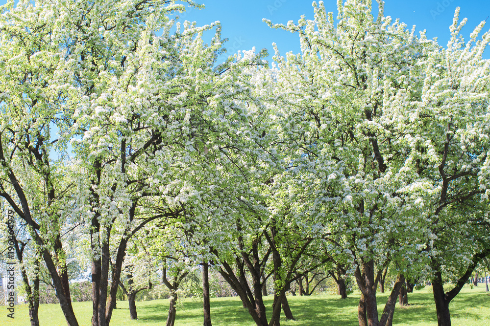 Obraz premium beautiful spring park