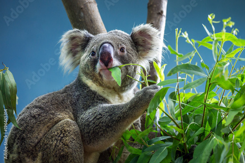 Fototapeta Naklejka Na Ścianę i Meble -  Koala is eating eucalyptus leaves.