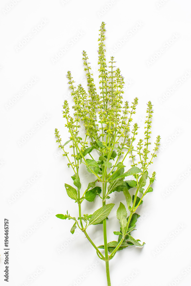 Wildflowers decoration isolated on white background