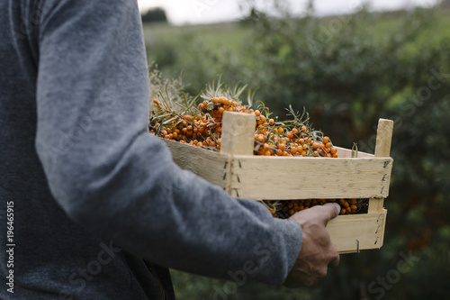 sea buckthorn