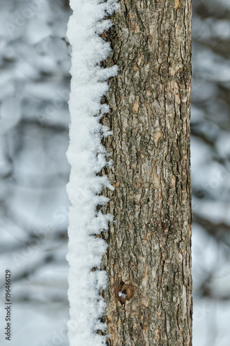 Trunk of the tree is snow on one side. Close-up