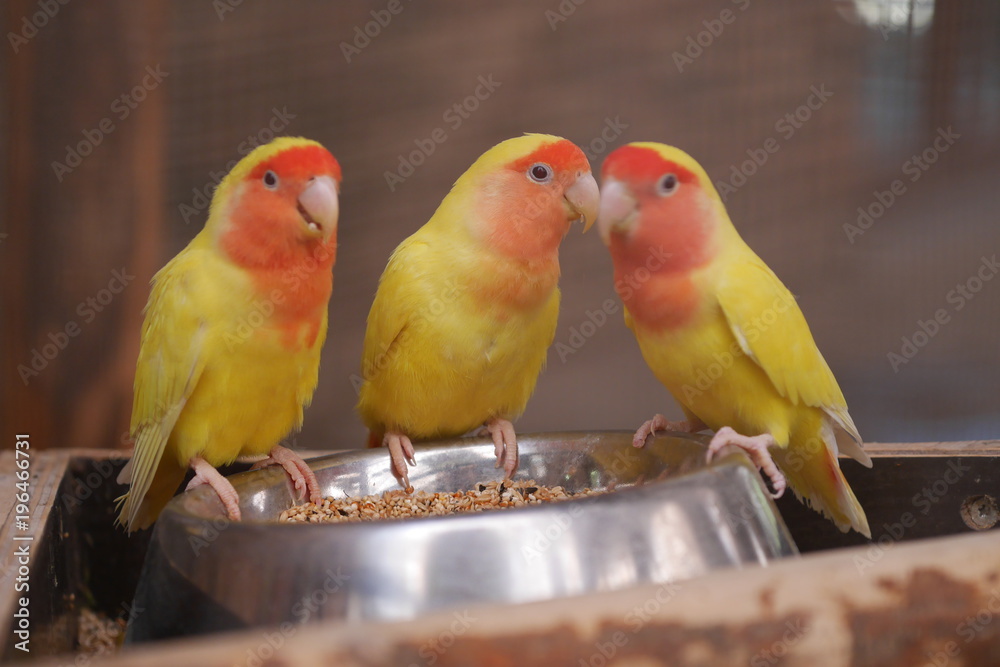 Fototapeta premium oiseaux