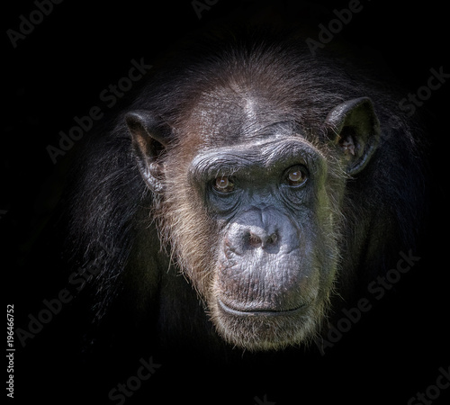 The face of a chimpanzee on a black background.