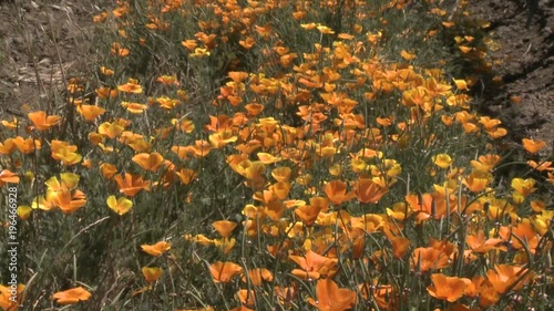 Vertical pan up a row of poppies in vineyard in the Casablanca Valley near Valparaiso, Chile. photo