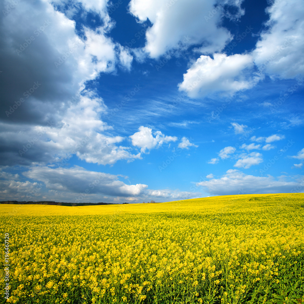 Spring Landscape with Fields of Oilseed Rape in Bloom under Blue Sky with Cumulus Clouds
