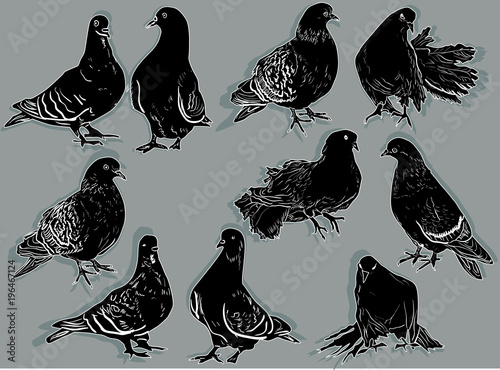 ten pigeon sketches collection on grey