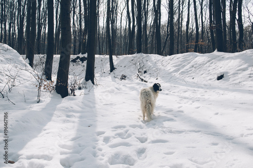 Winter forest and Borzoi dog