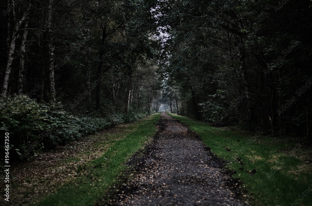 Fototapeta premium path of leaves