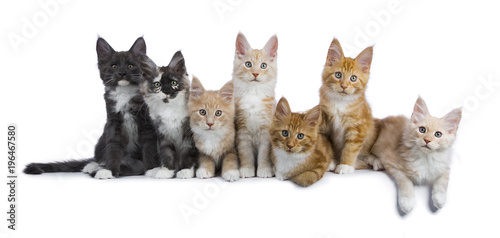 Row of seven maine coon cats / kittens looking at camera isolated on white background