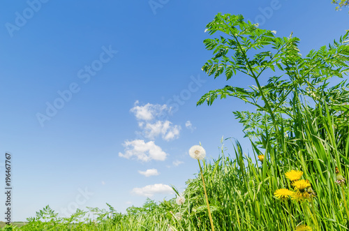 Fototapeta Naklejka Na Ścianę i Meble -  wild green grass with dandelions and blue sky with clouds