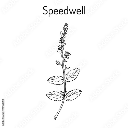 Heath speedwell Veronica officinalis  photo