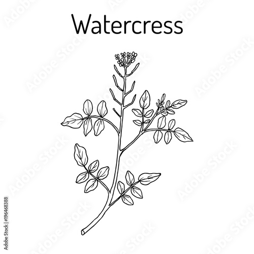 Watercress Nasturtium officinale   aquatic medicinal plant